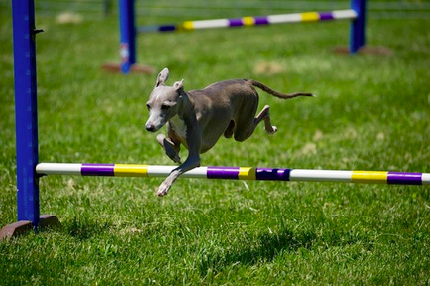 Agility Class